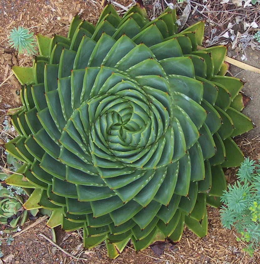 Detalle de la roseta espiral de Aloe polyphylla