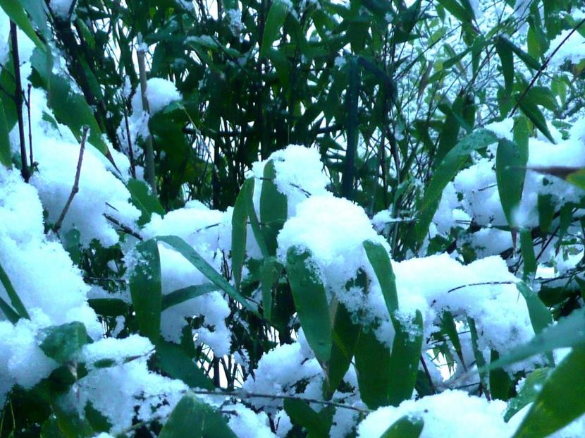 Bambú negro con nieve sobre el follaje