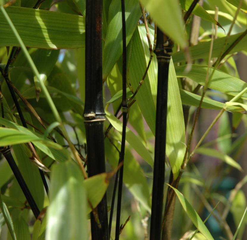 Cañas negras de Phyllostachys nigra