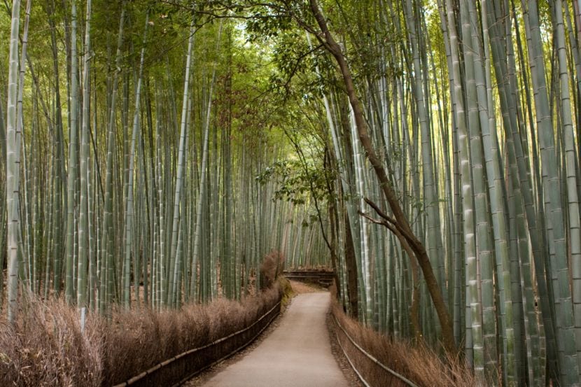 Bosque de bambú con culmos altos y rectos