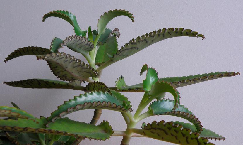 Kalanchoe: floración de invierno, invasoras y toxicidad
