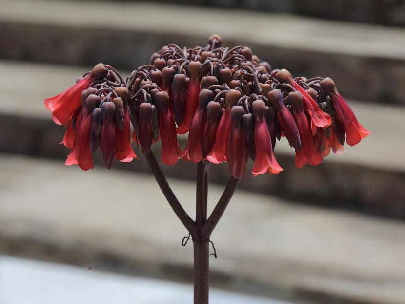 Flores de Kalanchoe en inflorescencia densa