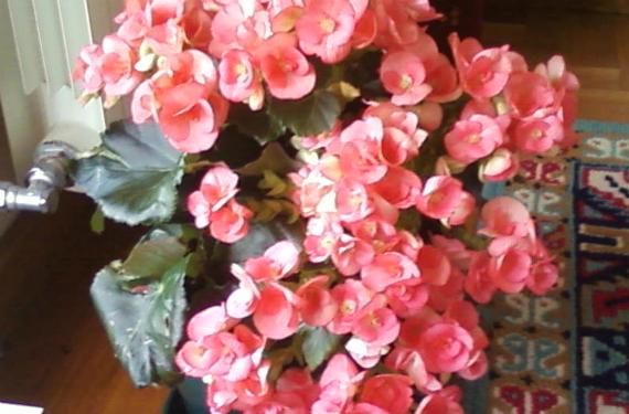 Begonia en flor
