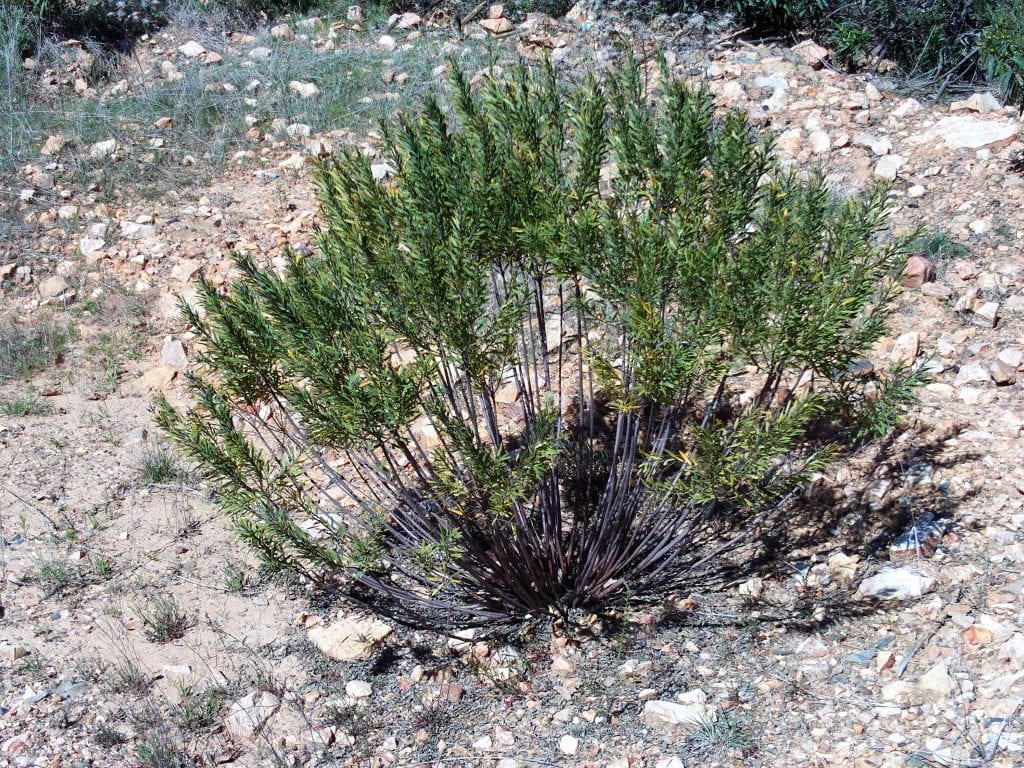 Mata de torvisco, Daphne gnidium, en el matorral