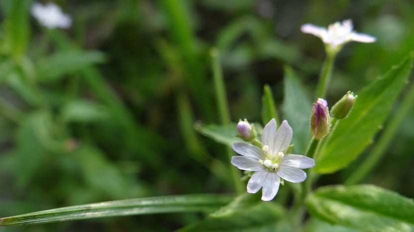 Epilobium roseum: identificación, ecología y control