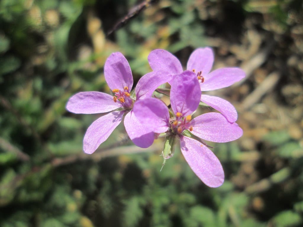 Erodium cicutarium: el alfilerillo que se siembra solo