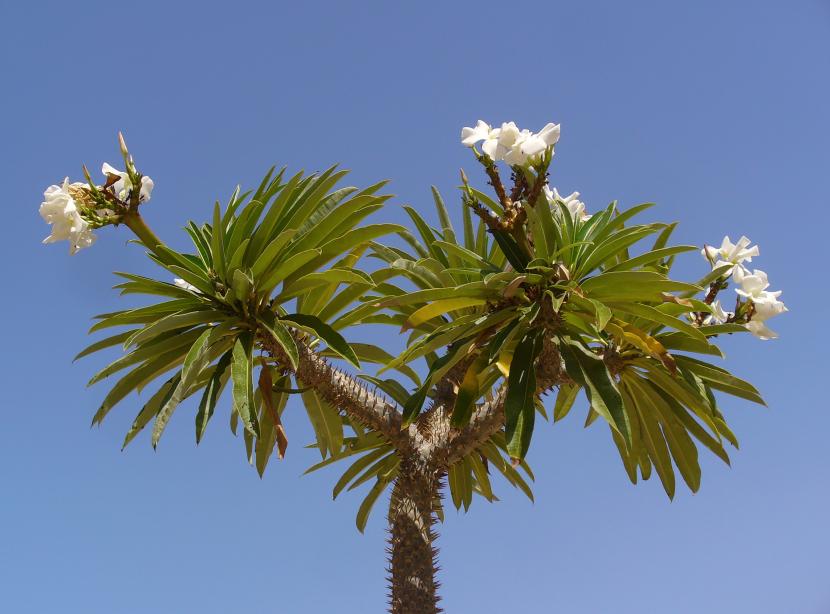 Pachypodium lamerei con su tronco espinoso y la corona de hojas