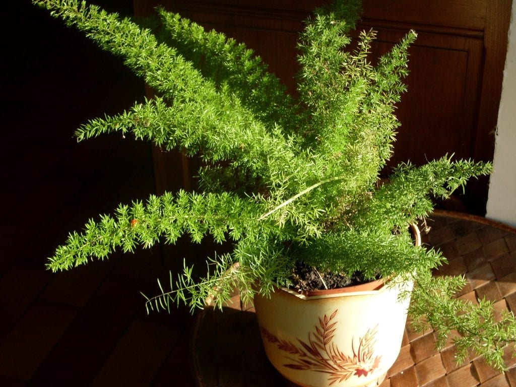 Asparagus densiflorus: cuidados de la esparraguera