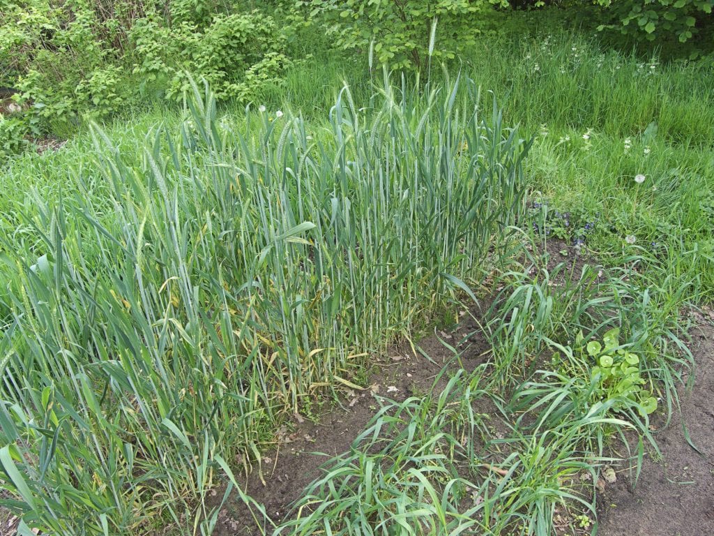 Espelta (Triticum spelta): qué es, cultivo y gluten