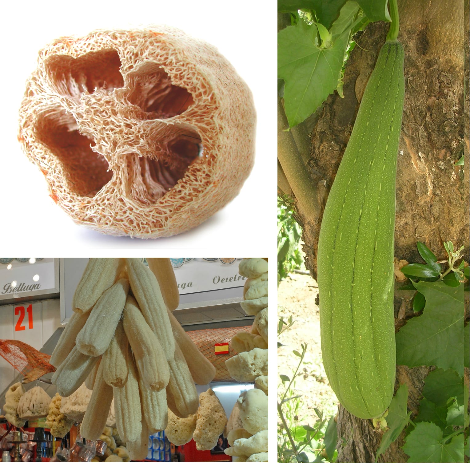 Esponja vegetal (Luffa): cultivo y cómo obtenerla