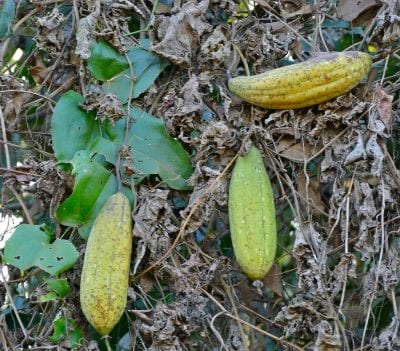 Frutos de esponja vegetal colgando de la planta
