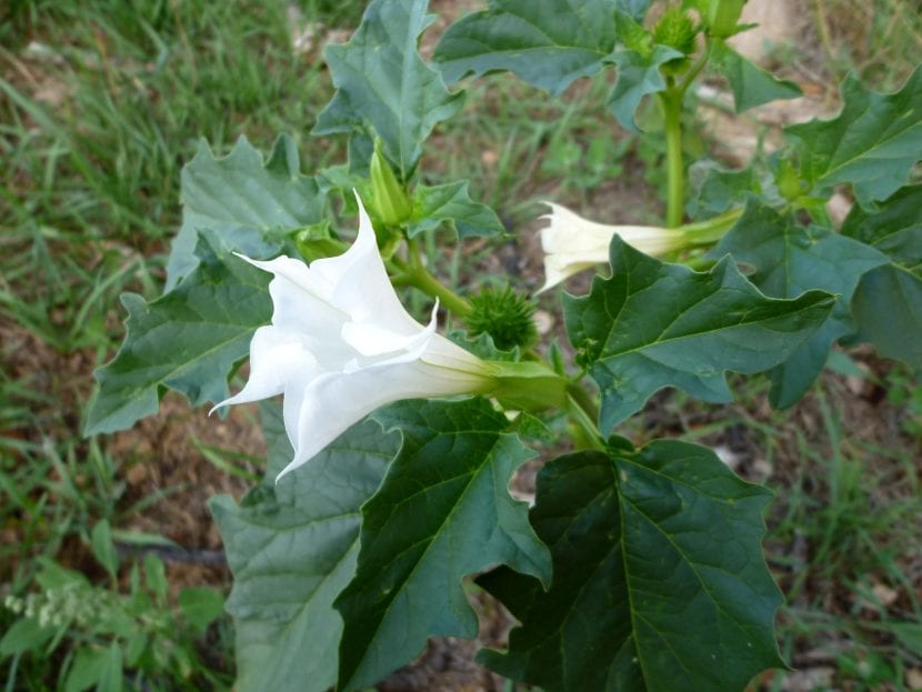 Flor blanca en trompeta de Datura stramonium o estramonio