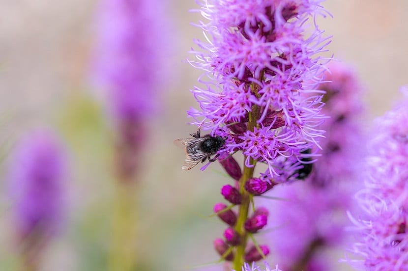 Espigas moradas de Liatris spicata en flor