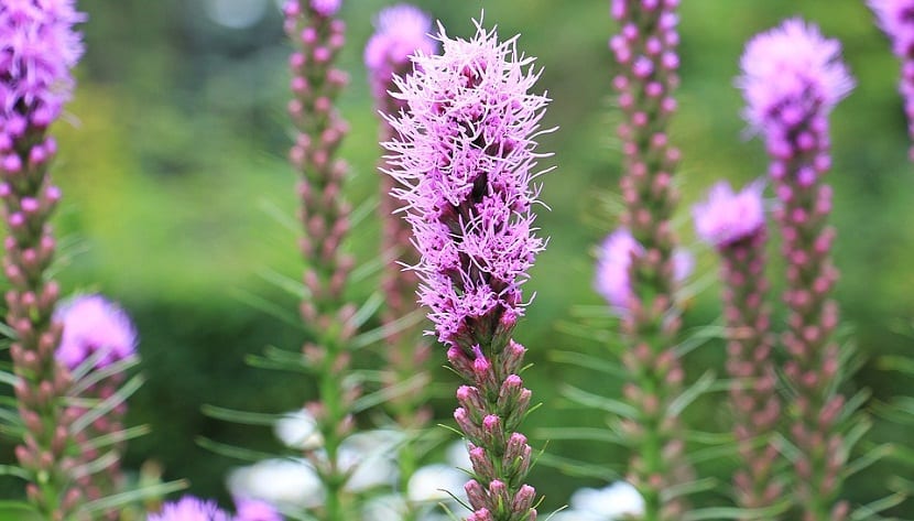 Liatris spicata: cultivo de la estrella llameante