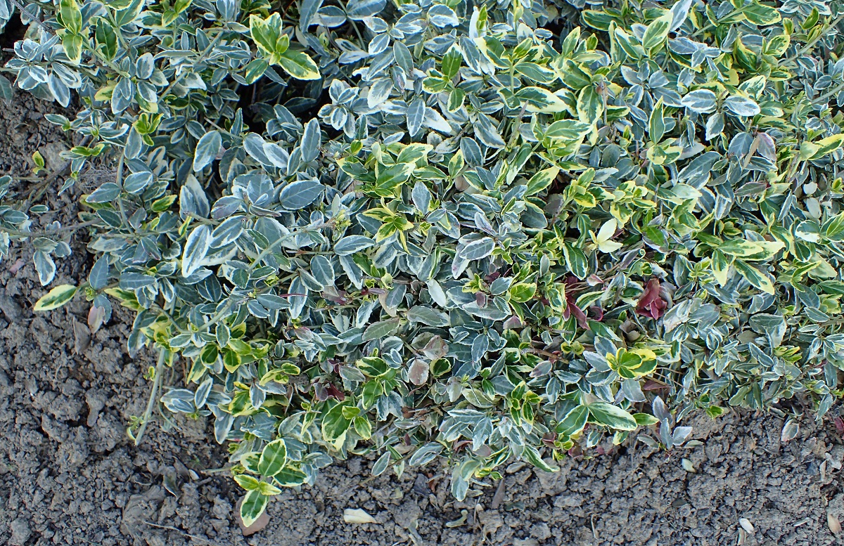 Euonymus fortunei: cuidados del bonetero rastrero