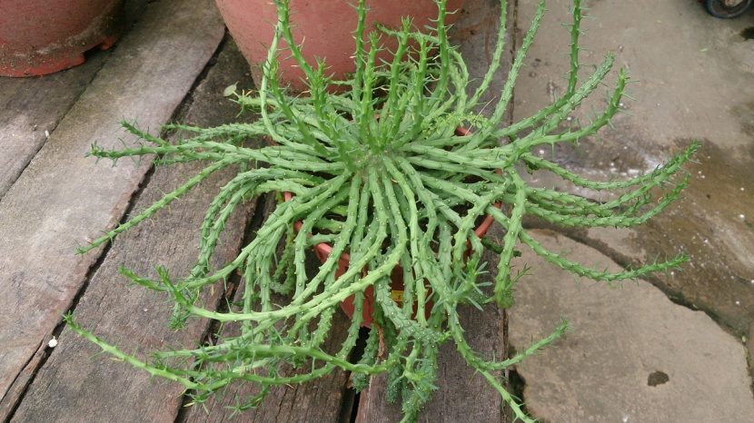 Cabeza de medusa o Euphorbia flanaganii en maceta