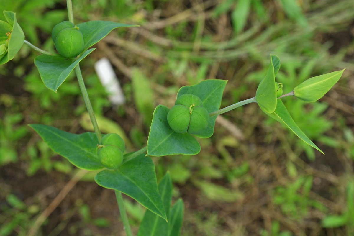 Euphorbia lathyris: el mito de la planta topera