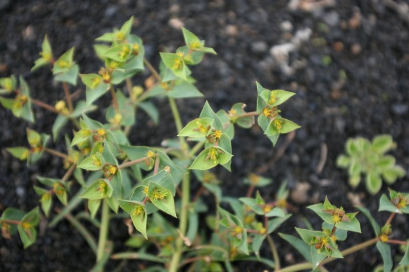 Hojas lineares y glaucas de Euphorbia segetalis