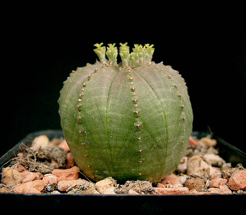 Euphorbia: especies, cuidados y peligros de su latex