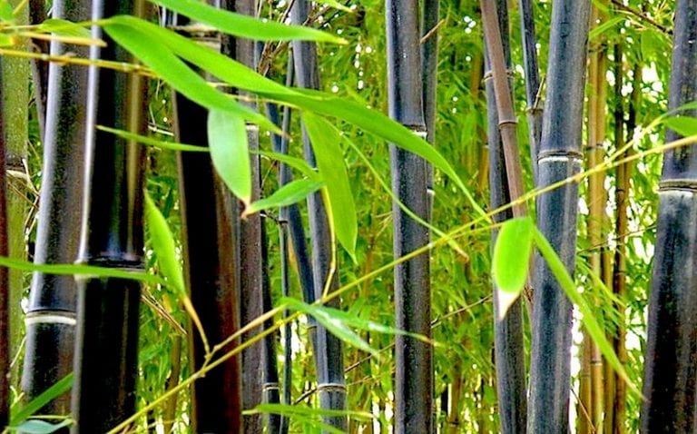 Cañas negras de Phyllostachys nigra con follaje verde claro