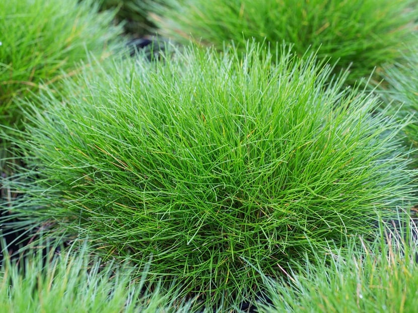 Festuca gautieri, la festuca erizo del Pirineo