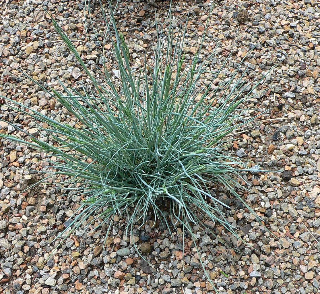 Festuca glauca: por qué es azul y cómo mantenerla