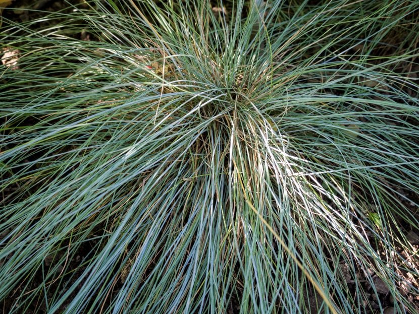 Mata esférica de Festuca glauca de hoja fina y azulada