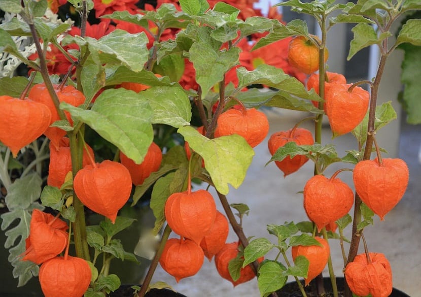 Frutos de Physalis maduros de color naranja con su cáliz abierto