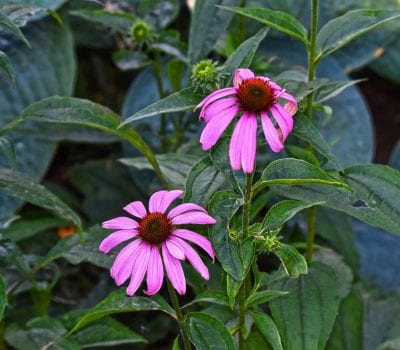 Flor de cono púrpura en plena floración