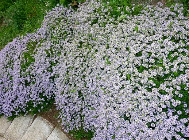 Mata de flor de miel cubriendo el suelo en plena floración