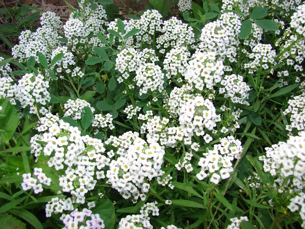 Flor de miel: cubresuelos de siembra facil y floracion larga
