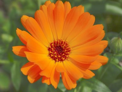 Flores naranjas de caléndula