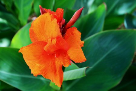 Caña de las Indias, Canna indica, con flores naranjas
