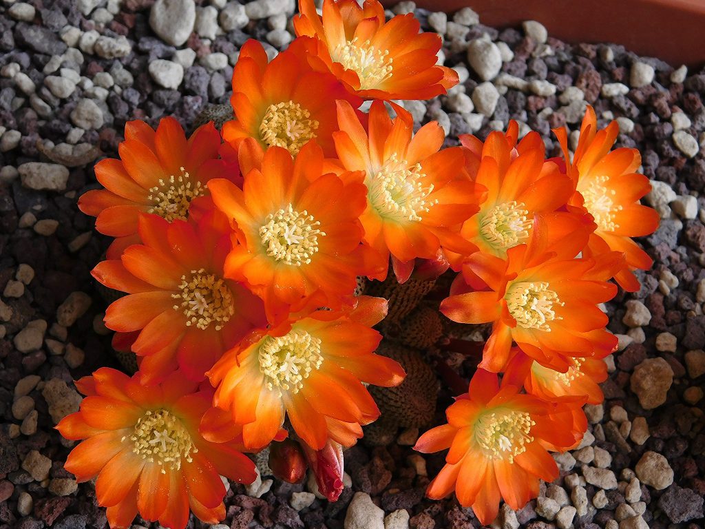 Flores naranjas: pigmentos, combinaciones y especies