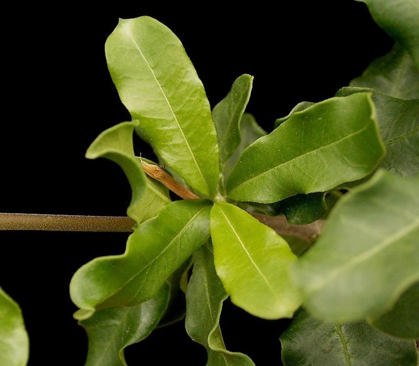 Fockea edulis: cuidados del caudex y su ciclo de reposo