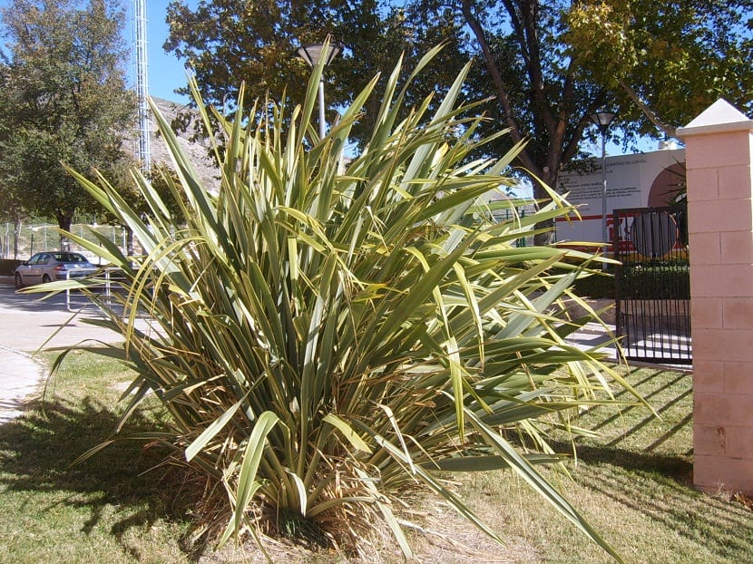 Formio (Phormium tenax): fibra, color y espacio real