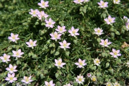 Mata rastrera de Frankenia laevis en flor