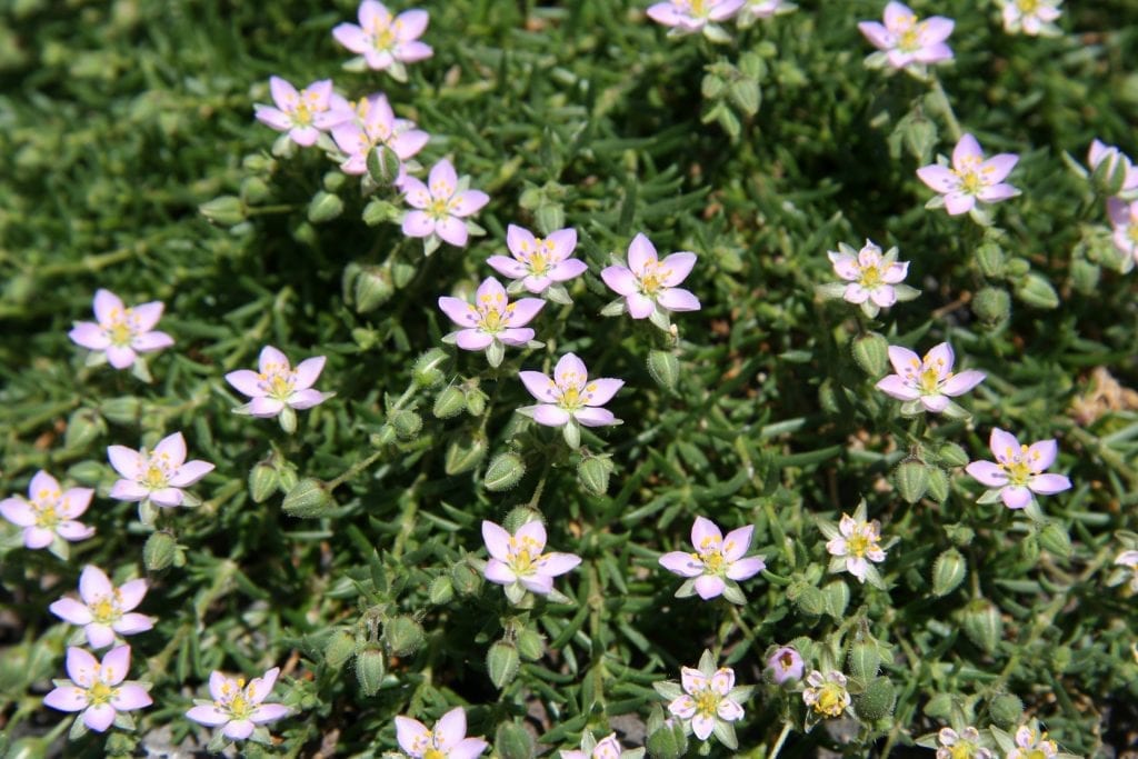 Frankenia laevis: tapizante para jardín de costa