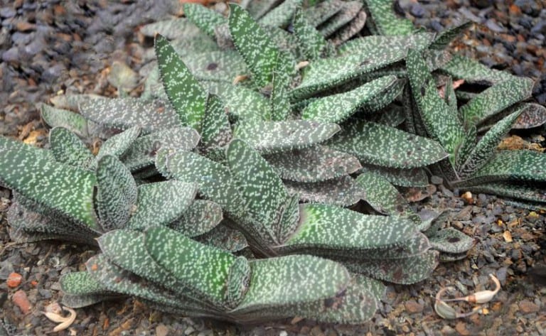 Hojas de Gasteria disticha dispuestas en dos filas opuestas