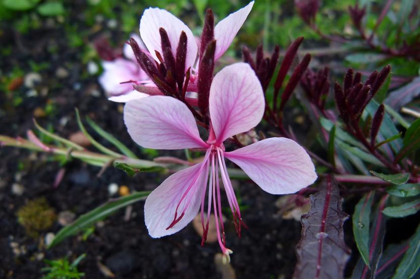 Gaura (Oenothera lindheimeri): cultivo y cuidados