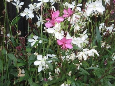 Flores blancas de Gaura lindheimeri
