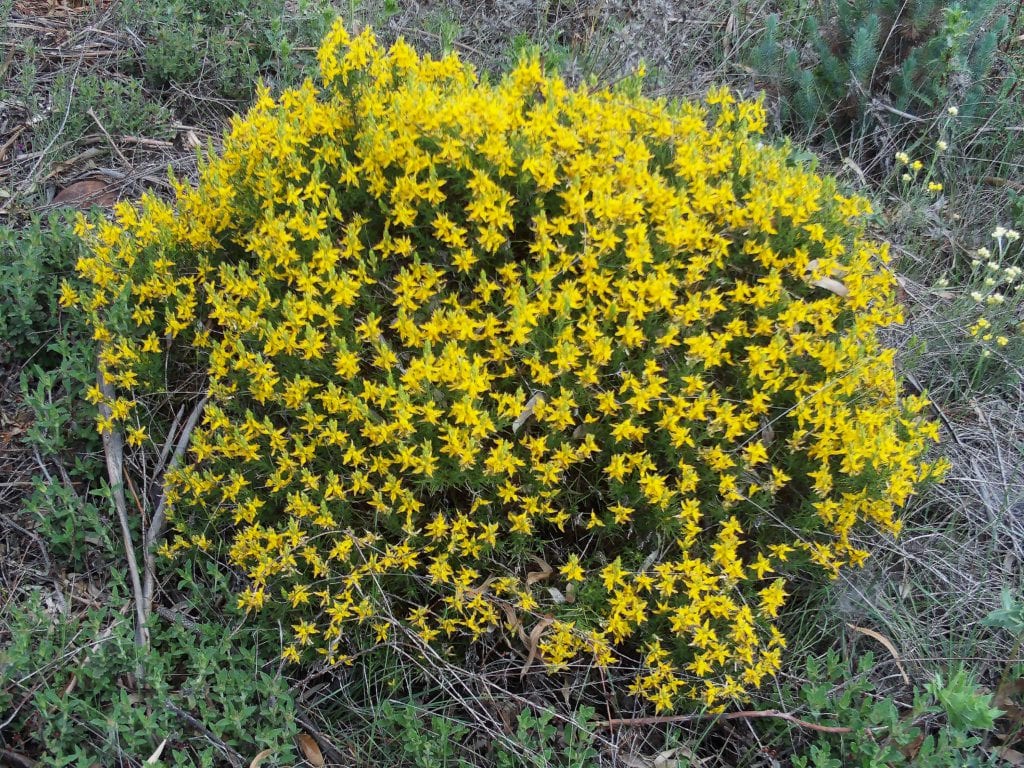 Genista: retamas y aulagas para el jardín seco