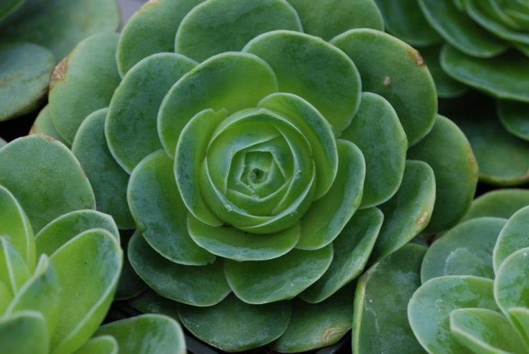 Roseta de Greenovia con las hojas azuladas superpuestas