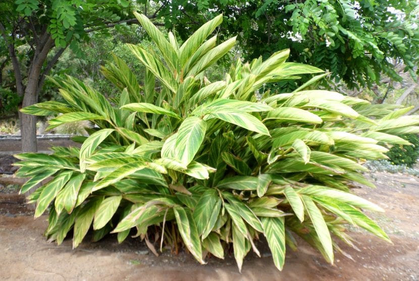 Alpinia zerumbet en flor en un jardín