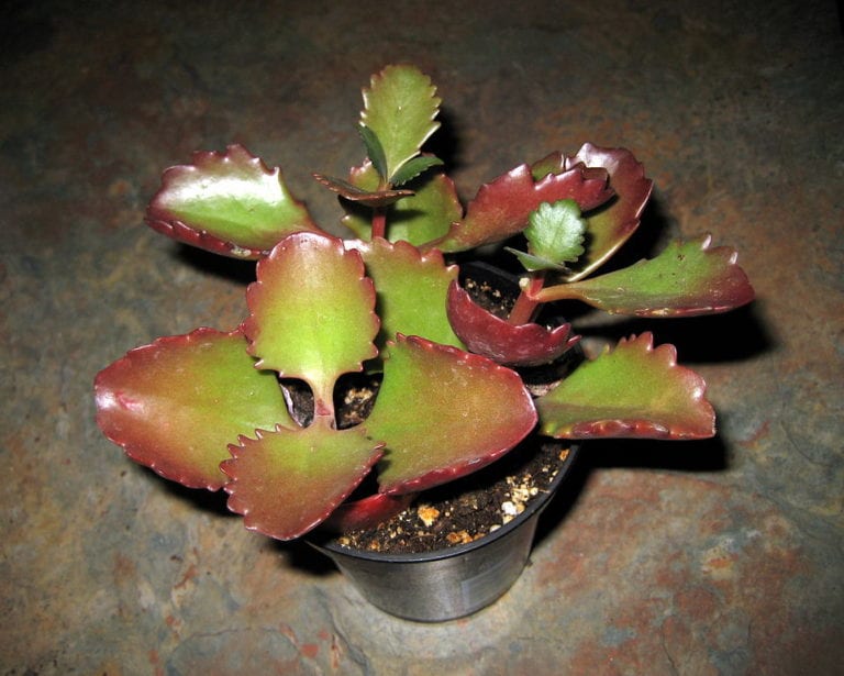 Kalanchoe de flor en maceta