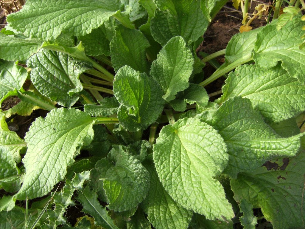 Guía del cultivo de la borraja: siembra, riego y penca