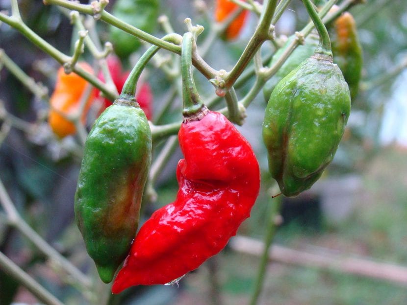 Frutos maduros de guindilla fantasma o bhut jolokia