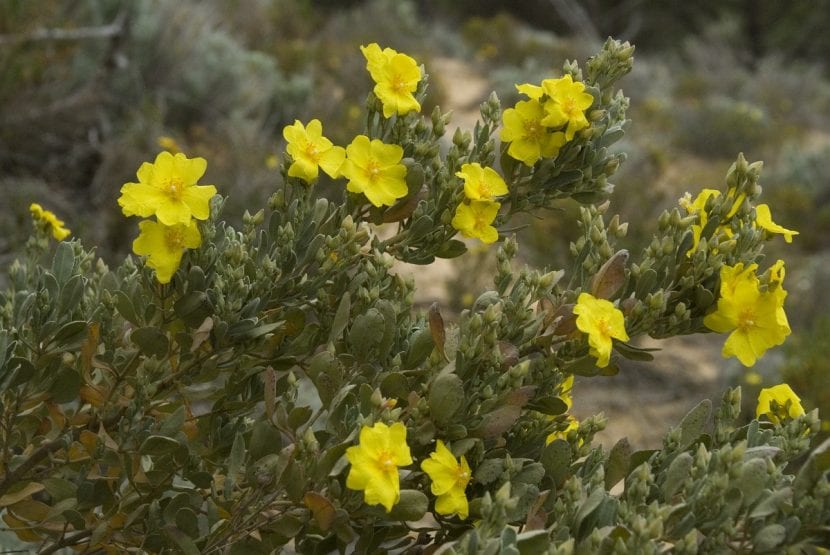 Halimium atriplicifolium en su hábitat natural