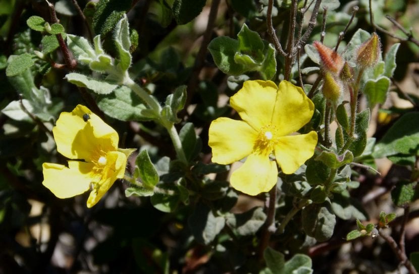 Flores amarillas del Halimium atriplicifolium
