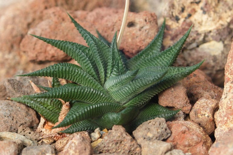 Roseta de Haworthia limifolia con crestas transversales en las hojas